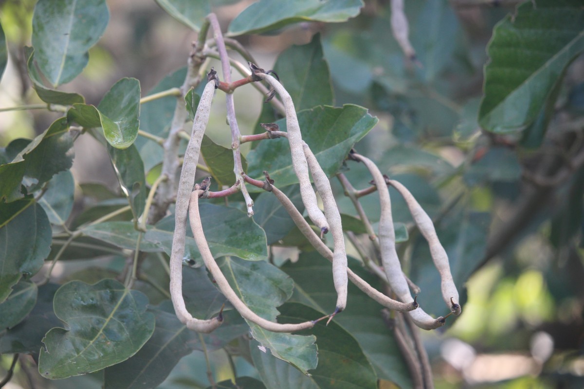 Erythrina fusca Lour.